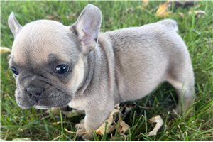 Zara - puppy for sale