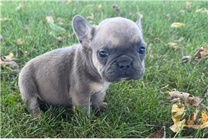 Zena - puppy for sale