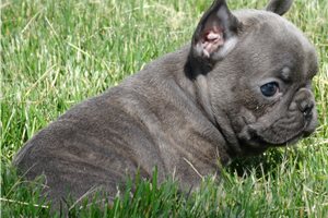 Tonya - French Bulldog for sale