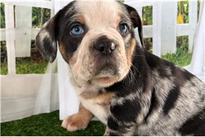 Catia - Beabull for sale