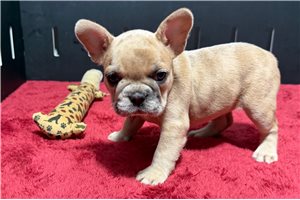Wynette - puppy for sale