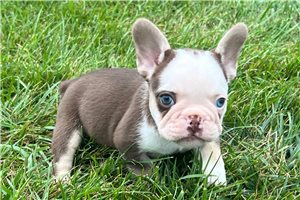 Millie - puppy for sale