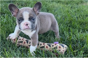 Newt - Frenchton for sale