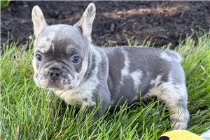 Milton - puppy for sale