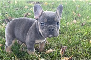 Zach - puppy for sale