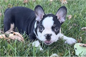 Harrison - French Bulldog for sale