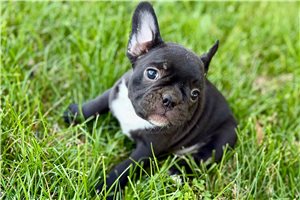 Iris - Frenchton for sale
