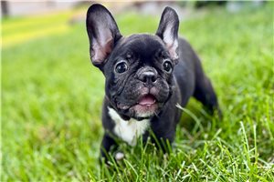 Iris - Frenchton for sale