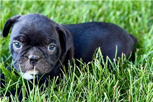 Ivan - Frenchton for sale