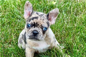 Hope - Frenchton for sale
