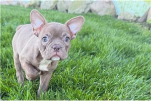 Nora - Frenchton for sale