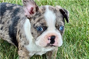 Hamilton - Frenchton for sale