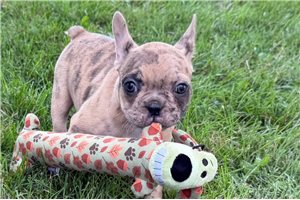 Fyre - Frenchton for sale