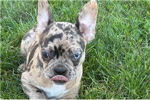 Hope - puppy for sale