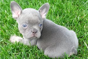 Gregory - Frenchton for sale