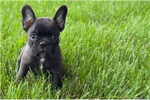 Francis - Frenchton for sale