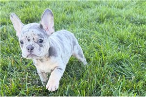 Nadia - Frenchton for sale