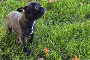 Francis - Frenchton for sale