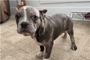 Skip - Frenchton for sale