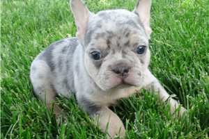 Grayson - Frenchton for sale