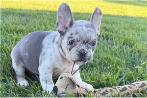 Nico - Frenchton for sale