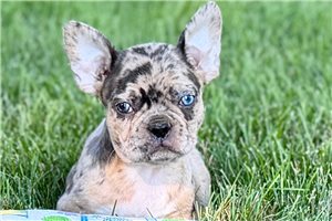 Hope - Frenchton for sale