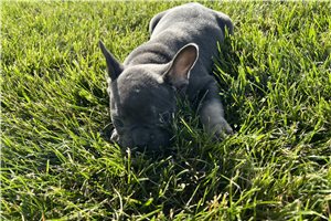 Galen - Frenchton for sale