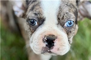 Hamilton - Frenchton for sale