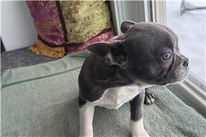 Sofia - Frenchton for sale