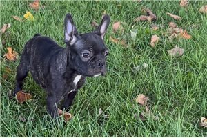 Finn - Frenchton for sale