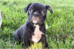 Ivan - Frenchton for sale