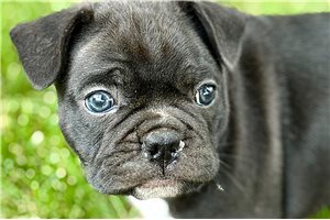 Henderson - Frenchton for sale