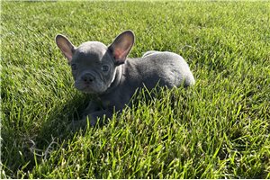 Gregory - Frenchton for sale