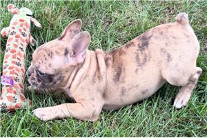 Farrah - Frenchton for sale