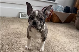 Slate - Frenchton for sale