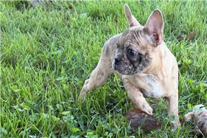 Fyre - Frenchton for sale