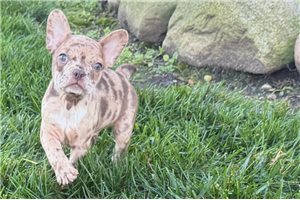 Nathan - Frenchton for sale