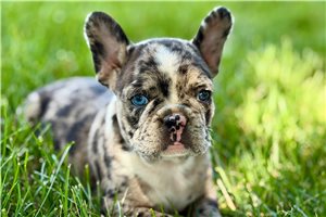 Ingrid - Frenchton for sale