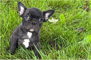 Finn - Frenchton for sale
