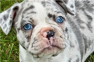 Hannah - Frenchton for sale