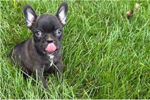 Francis - Frenchton for sale