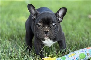Henderson - Frenchton for sale