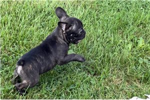 Finn - Frenchton for sale