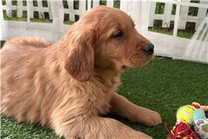 Puck - Golden Retriever for sale