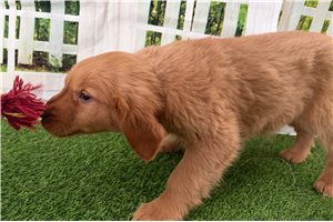 Pascal - Golden Retriever for sale