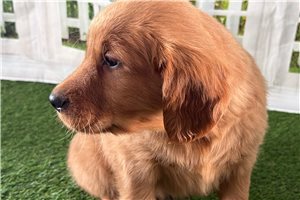 Porter - Golden Retriever for sale