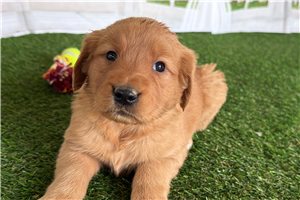 Pandora - Golden Retriever for sale