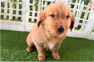 Pascal - Golden Retriever for sale