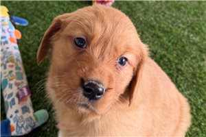 Poppy - Golden Retriever for sale