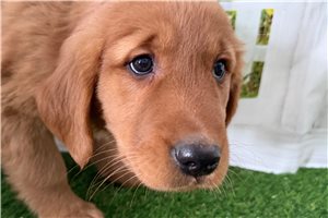 Patrick - Golden Retriever for sale